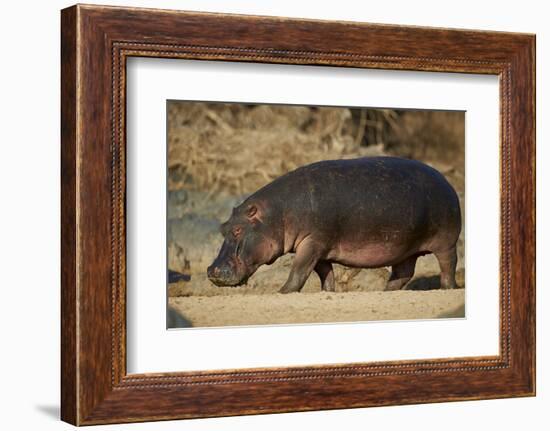 Hippopotamus (Hippopotamus Amphibius) Out of the Water-James Hager-Framed Photographic Print