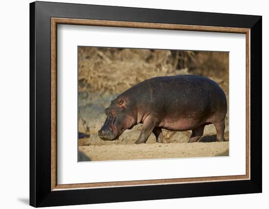 Hippopotamus (Hippopotamus Amphibius) Out of the Water-James Hager-Framed Photographic Print