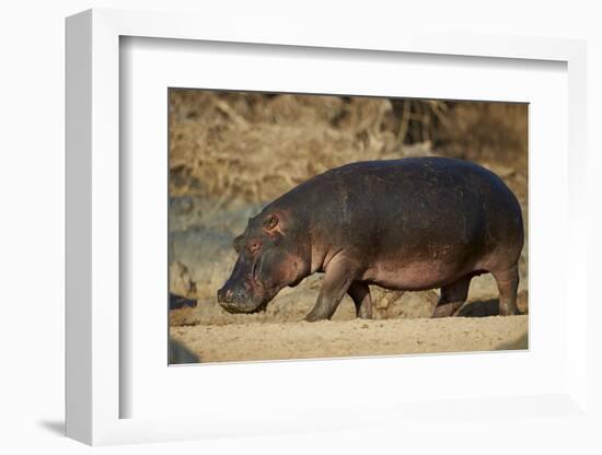 Hippopotamus (Hippopotamus Amphibius) Out of the Water-James Hager-Framed Photographic Print