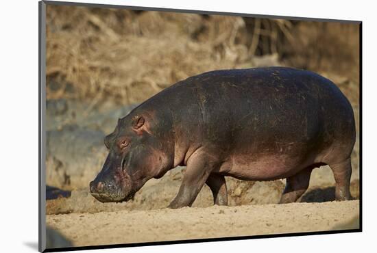 Hippopotamus (Hippopotamus Amphibius) Out of the Water-James Hager-Mounted Photographic Print