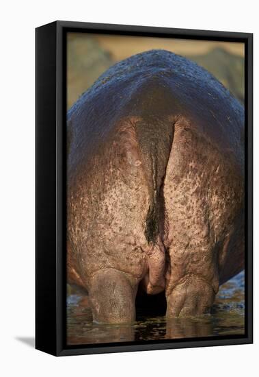 Hippopotamus (Hippopotamus Amphibius) Rear End-James Hager-Framed Premier Image Canvas