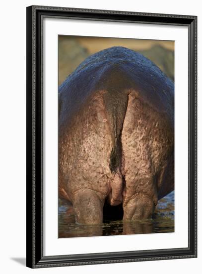 Hippopotamus (Hippopotamus Amphibius) Rear End-James Hager-Framed Photographic Print