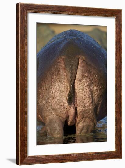 Hippopotamus (Hippopotamus Amphibius) Rear End-James Hager-Framed Photographic Print