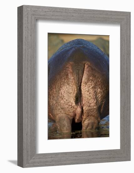 Hippopotamus (Hippopotamus Amphibius) Rear End-James Hager-Framed Photographic Print