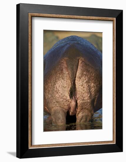 Hippopotamus (Hippopotamus Amphibius) Rear End-James Hager-Framed Photographic Print