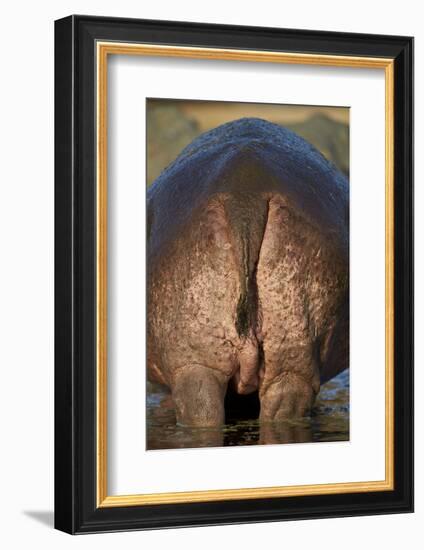 Hippopotamus (Hippopotamus Amphibius) Rear End-James Hager-Framed Photographic Print