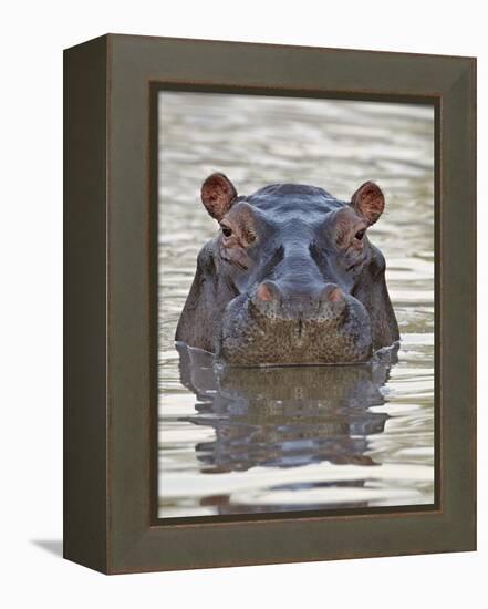 Hippopotamus (Hippopotamus Amphibius), Serengeti National Park, Tanzania, East Africa, Africa-James Hager-Framed Premier Image Canvas