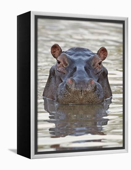 Hippopotamus (Hippopotamus Amphibius), Serengeti National Park, Tanzania, East Africa, Africa-James Hager-Framed Premier Image Canvas