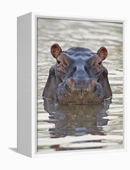 Hippopotamus (Hippopotamus Amphibius), Serengeti National Park, Tanzania, East Africa, Africa-James Hager-Framed Premier Image Canvas