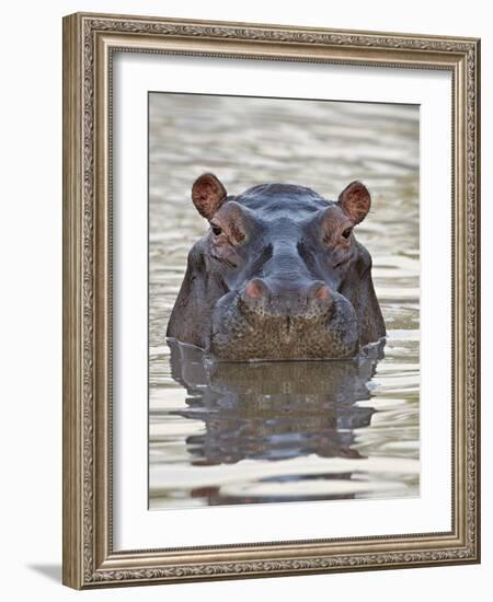 Hippopotamus (Hippopotamus Amphibius), Serengeti National Park, Tanzania, East Africa, Africa-James Hager-Framed Photographic Print