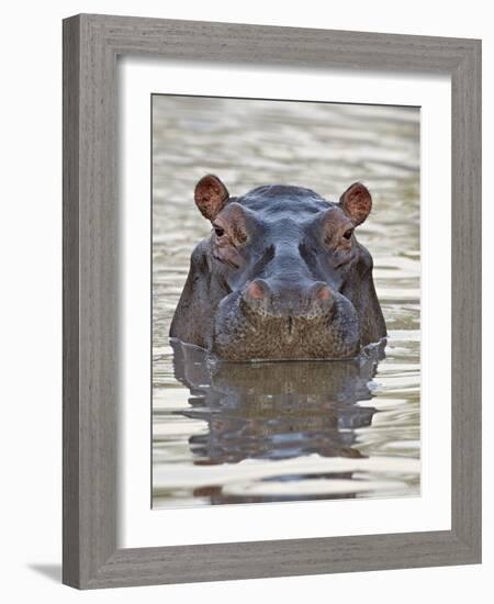 Hippopotamus (Hippopotamus Amphibius), Serengeti National Park, Tanzania, East Africa, Africa-James Hager-Framed Photographic Print