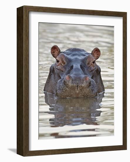 Hippopotamus (Hippopotamus Amphibius), Serengeti National Park, Tanzania, East Africa, Africa-James Hager-Framed Photographic Print