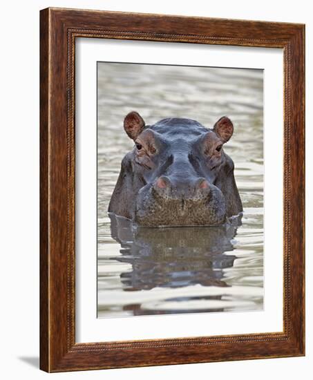 Hippopotamus (Hippopotamus Amphibius), Serengeti National Park, Tanzania, East Africa, Africa-James Hager-Framed Photographic Print