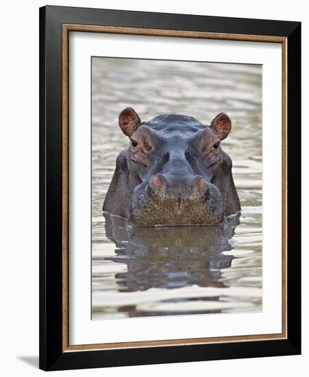 Hippopotamus (Hippopotamus Amphibius), Serengeti National Park, Tanzania, East Africa, Africa-James Hager-Framed Photographic Print