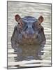 Hippopotamus (Hippopotamus Amphibius), Serengeti National Park, Tanzania, East Africa, Africa-James Hager-Mounted Photographic Print