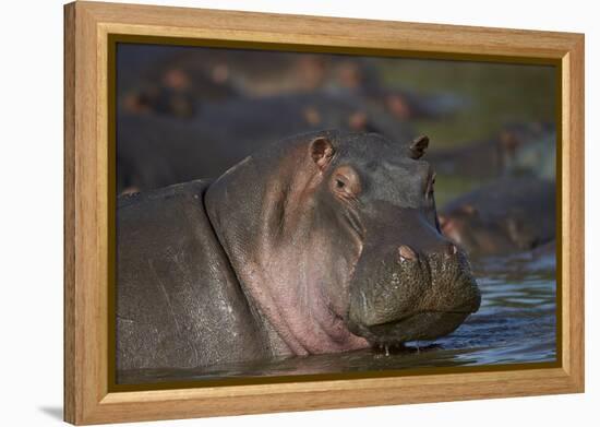 Hippopotamus (Hippopotamus Amphibius), Serengeti National Park, Tanzania, East Africa, Africa-James Hager-Framed Premier Image Canvas