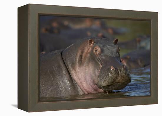 Hippopotamus (Hippopotamus Amphibius), Serengeti National Park, Tanzania, East Africa, Africa-James Hager-Framed Premier Image Canvas