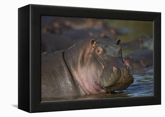 Hippopotamus (Hippopotamus Amphibius), Serengeti National Park, Tanzania, East Africa, Africa-James Hager-Framed Premier Image Canvas