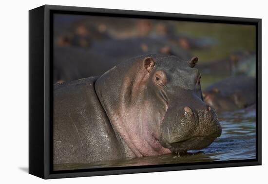 Hippopotamus (Hippopotamus Amphibius), Serengeti National Park, Tanzania, East Africa, Africa-James Hager-Framed Premier Image Canvas