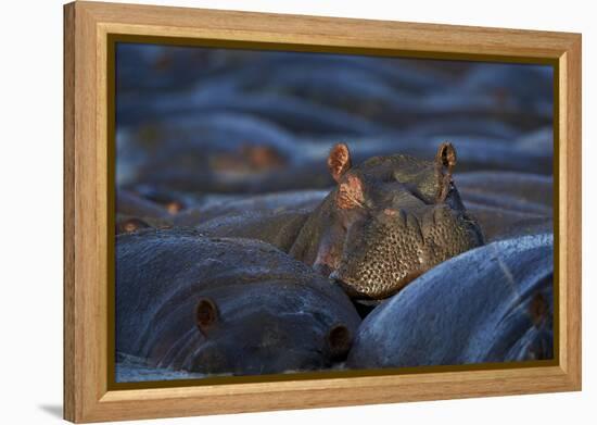 Hippopotamus (Hippopotamus Amphibius), Serengeti National Park, Tanzania, East Africa, Africa-James Hager-Framed Premier Image Canvas