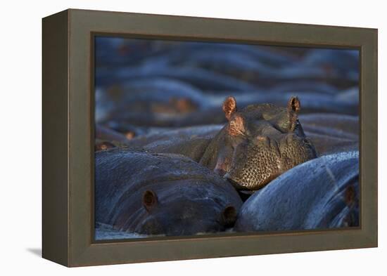 Hippopotamus (Hippopotamus Amphibius), Serengeti National Park, Tanzania, East Africa, Africa-James Hager-Framed Premier Image Canvas