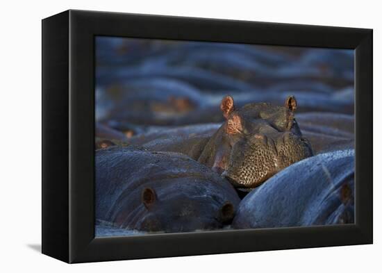 Hippopotamus (Hippopotamus Amphibius), Serengeti National Park, Tanzania, East Africa, Africa-James Hager-Framed Premier Image Canvas