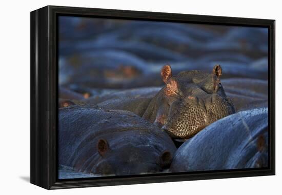 Hippopotamus (Hippopotamus Amphibius), Serengeti National Park, Tanzania, East Africa, Africa-James Hager-Framed Premier Image Canvas