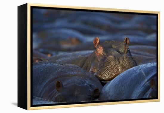 Hippopotamus (Hippopotamus Amphibius), Serengeti National Park, Tanzania, East Africa, Africa-James Hager-Framed Premier Image Canvas