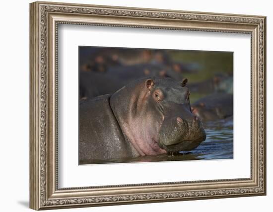 Hippopotamus (Hippopotamus Amphibius), Serengeti National Park, Tanzania, East Africa, Africa-James Hager-Framed Photographic Print