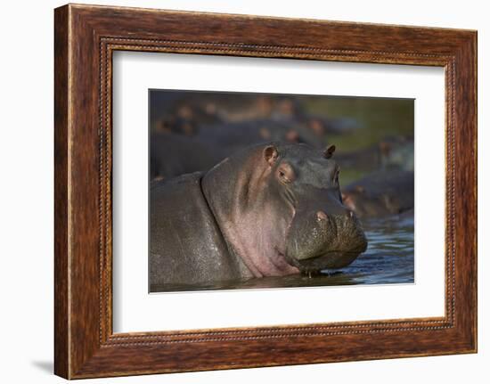 Hippopotamus (Hippopotamus Amphibius), Serengeti National Park, Tanzania, East Africa, Africa-James Hager-Framed Photographic Print