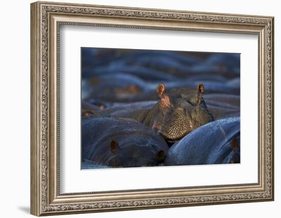 Hippopotamus (Hippopotamus Amphibius), Serengeti National Park, Tanzania, East Africa, Africa-James Hager-Framed Photographic Print