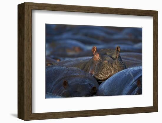 Hippopotamus (Hippopotamus Amphibius), Serengeti National Park, Tanzania, East Africa, Africa-James Hager-Framed Photographic Print