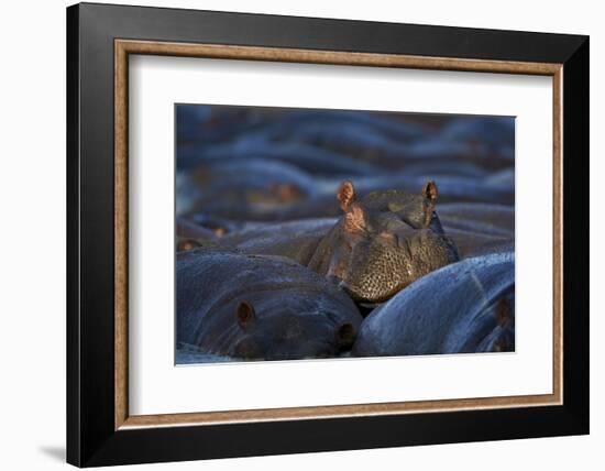 Hippopotamus (Hippopotamus Amphibius), Serengeti National Park, Tanzania, East Africa, Africa-James Hager-Framed Photographic Print