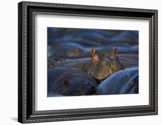 Hippopotamus (Hippopotamus Amphibius), Serengeti National Park, Tanzania, East Africa, Africa-James Hager-Framed Photographic Print