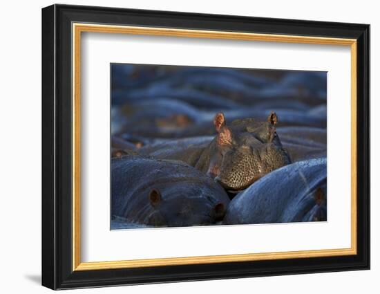 Hippopotamus (Hippopotamus Amphibius), Serengeti National Park, Tanzania, East Africa, Africa-James Hager-Framed Photographic Print