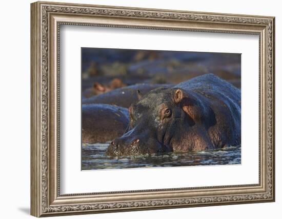 Hippopotamus (Hippopotamus Amphibius), Serengeti National Park, Tanzania, East Africa, Africa-James Hager-Framed Photographic Print