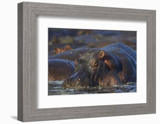 Hippopotamus (Hippopotamus Amphibius), Serengeti National Park, Tanzania, East Africa, Africa-James Hager-Framed Photographic Print