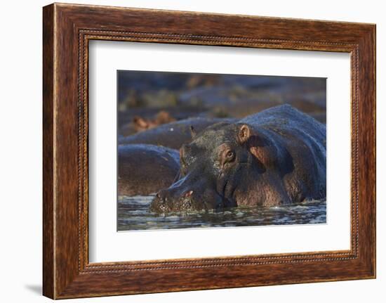 Hippopotamus (Hippopotamus Amphibius), Serengeti National Park, Tanzania, East Africa, Africa-James Hager-Framed Photographic Print