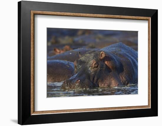 Hippopotamus (Hippopotamus Amphibius), Serengeti National Park, Tanzania, East Africa, Africa-James Hager-Framed Photographic Print