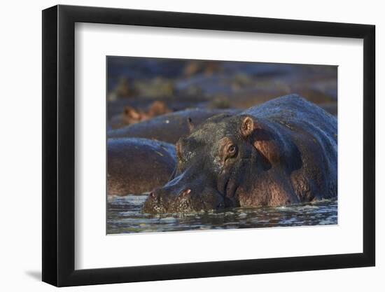 Hippopotamus (Hippopotamus Amphibius), Serengeti National Park, Tanzania, East Africa, Africa-James Hager-Framed Photographic Print