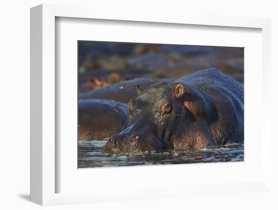 Hippopotamus (Hippopotamus Amphibius), Serengeti National Park, Tanzania, East Africa, Africa-James Hager-Framed Photographic Print