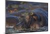 Hippopotamus (Hippopotamus Amphibius), Serengeti National Park, Tanzania, East Africa, Africa-James Hager-Mounted Photographic Print