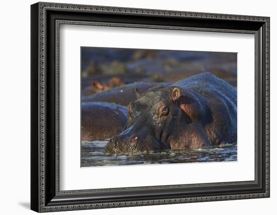 Hippopotamus (Hippopotamus Amphibius), Serengeti National Park, Tanzania, East Africa, Africa-James Hager-Framed Photographic Print