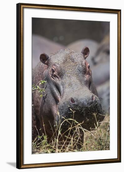 Hippopotamus (Hippopotamus amphibius), Serengeti National Park, Tanzania, East Africa, Africa-Ashley Morgan-Framed Photographic Print