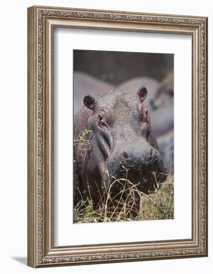 Hippopotamus (Hippopotamus amphibius), Serengeti National Park, Tanzania, East Africa, Africa-Ashley Morgan-Framed Photographic Print