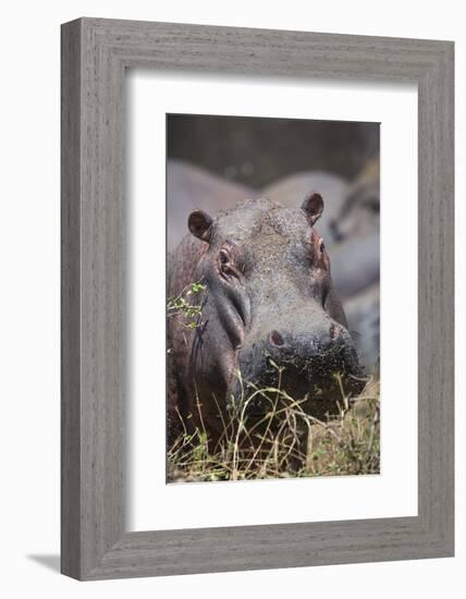 Hippopotamus (Hippopotamus amphibius), Serengeti National Park, Tanzania, East Africa, Africa-Ashley Morgan-Framed Photographic Print