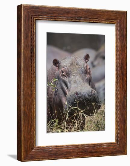 Hippopotamus (Hippopotamus amphibius), Serengeti National Park, Tanzania, East Africa, Africa-Ashley Morgan-Framed Photographic Print