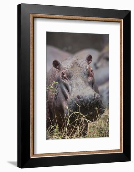 Hippopotamus (Hippopotamus amphibius), Serengeti National Park, Tanzania, East Africa, Africa-Ashley Morgan-Framed Photographic Print