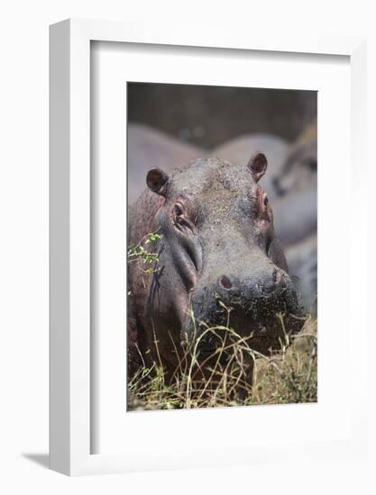 Hippopotamus (Hippopotamus amphibius), Serengeti National Park, Tanzania, East Africa, Africa-Ashley Morgan-Framed Photographic Print