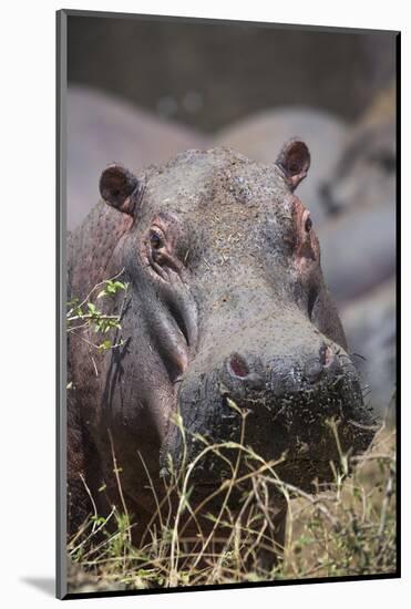 Hippopotamus (Hippopotamus amphibius), Serengeti National Park, Tanzania, East Africa, Africa-Ashley Morgan-Mounted Photographic Print